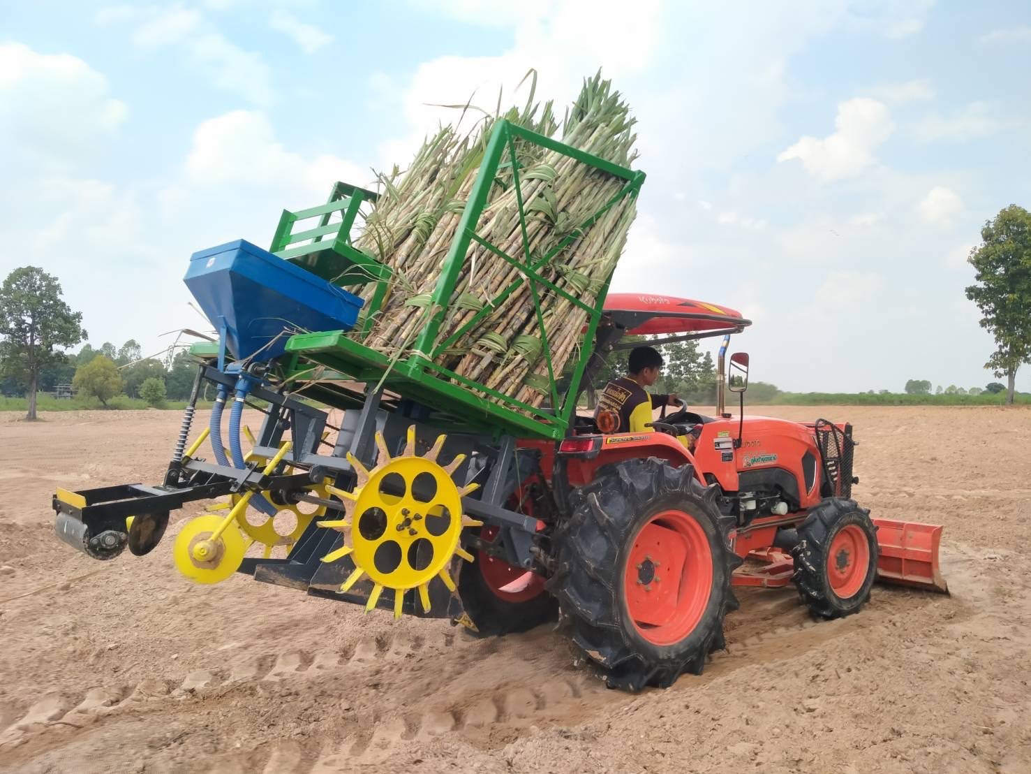 ปลูกอ้อย